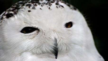 Majestic Owl Against Dark Shadows wallpaper