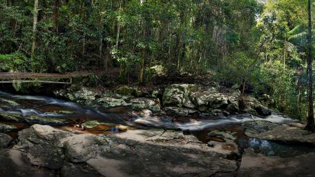 Tranquil Forest Creek Scene wallpaper