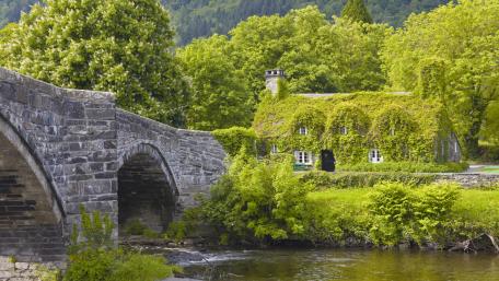 Ivy covered cottage wallpaper