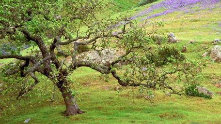 Serene Tree in Blooming Landscape wallpaper