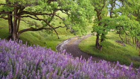 Vibrant Wildflowers Along a Tranquil Pathway wallpaper