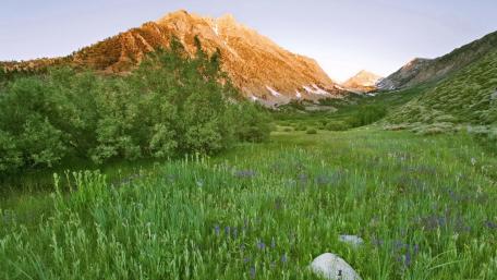 Majestic Highland Meadow Scene wallpaper