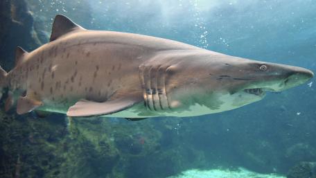 Majestic Underwater Predator Swimming Gracefully wallpaper
