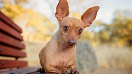 Charming Chihuahua on a Bench Wallpaper wallpaper