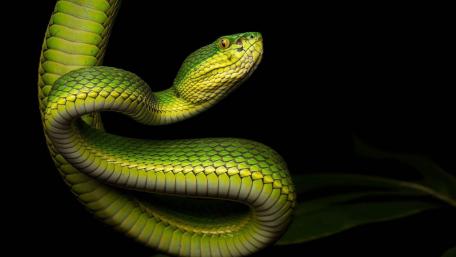 Vibrant Green Snake on Black Background wallpaper