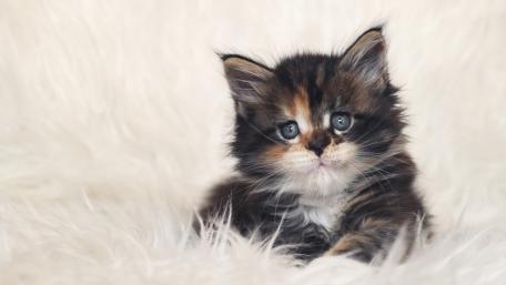 Adorable Kitten on Soft Fur Background wallpaper