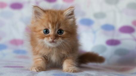 Adorable Ginger Kitten with Big Blue Eyes wallpaper