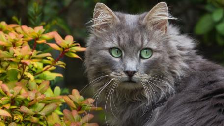 Majestic Gray Cat with Green Eyes for Your Screen wallpaper
