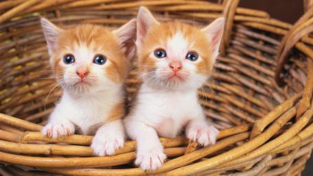 Adorable Kittens in a Cozy Basket wallpaper