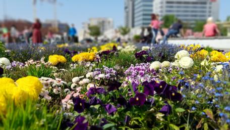 Vibrant Blossoms in Urban Greenery wallpaper