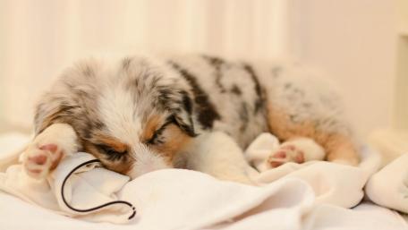 Sleepy Australian Shepherd Puppy on a Cozy Blanket wallpaper