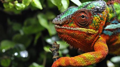 Vibrant Chameleon in Nature’s Embrace wallpaper