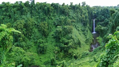 Lush Rainforest Waterfall Serenity wallpaper