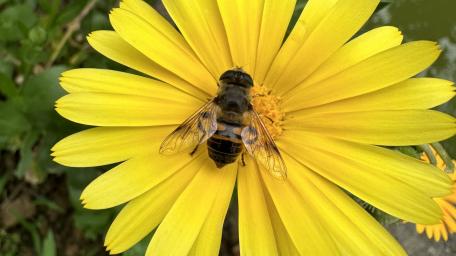 Bee on Bright Yellow Flower wallpaper