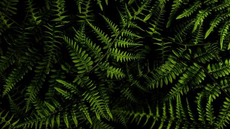 Lush Green Fern Canopy wallpaper
