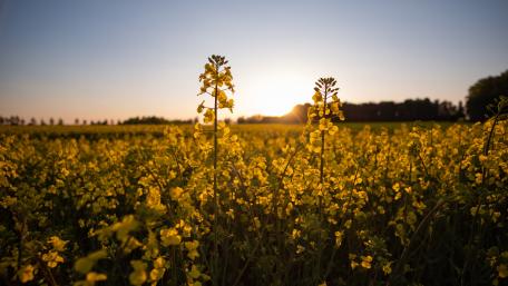 Canola during sunset wallpaper