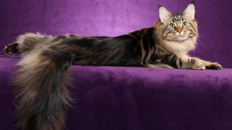 Majestic Maine Coon on Purple Velvet Background wallpaper