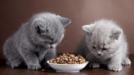 Adorable Kittens Enjoying Their Meal Together wallpaper