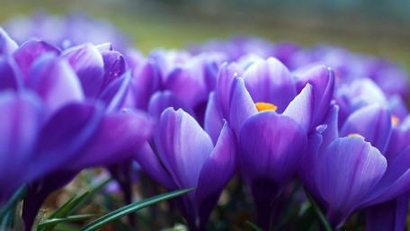 Vibrant Crocuses Blooming in Spring Sunshine wallpaper