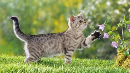 Whimsical Kitten Exploring Vibrant Flowers wallpaper