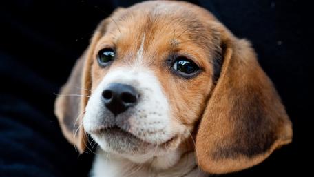 Adorable Beagle Puppy with Big Eyes and Floppy Ears wallpaper