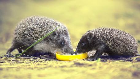 Adorable Hedgehogs Sharing a Snack wallpaper