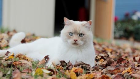 Majestic White Cat Among Autumn Leaves wallpaper