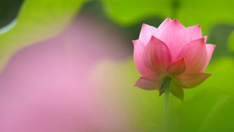 Elegant Pink Lotus Blossoming in Serenity wallpaper