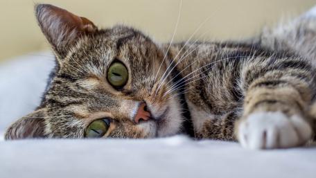 Gentle Gaze A Restful Kitten Moment wallpaper