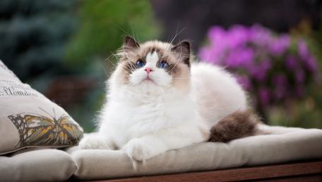 Ragdoll Cat Relaxing in Nature's Beauty wallpaper