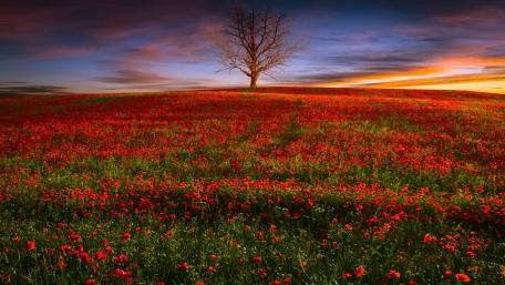 Lonely Tree in a Vibrant Poppy Field wallpaper