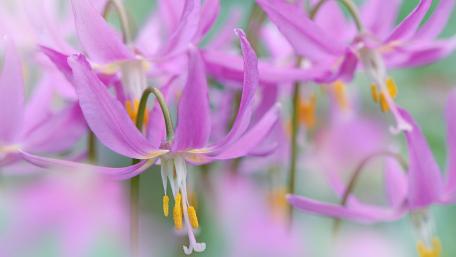 Mahogany Fawn Lily wallpaper