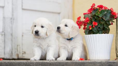 Golden Retriever puppies wallpaper