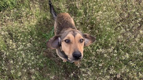 Playful Dog in a Blooming Meadow wallpaper