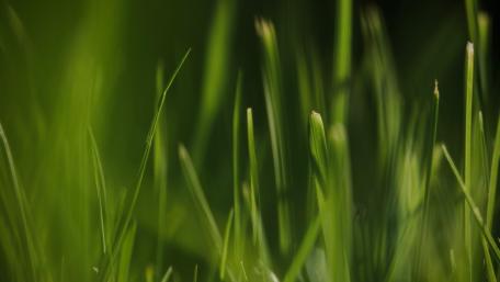 Blades of grass wallpaper