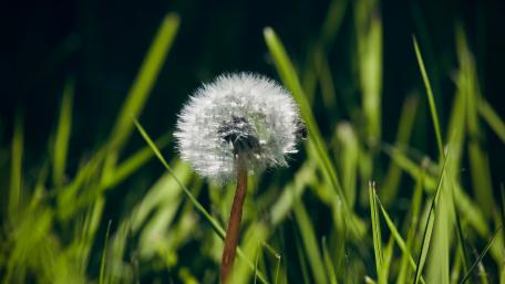 Dandelion in grass wallpaper