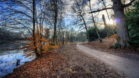 Autumn forest path wallpaper
