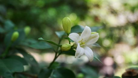 Jasmine Flower wallpaper