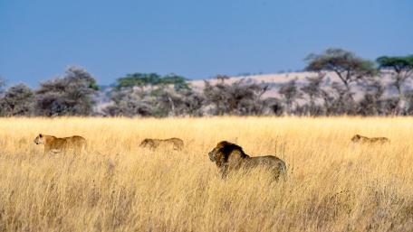 Majestic Lions Roaming the African Prairie wallpaper