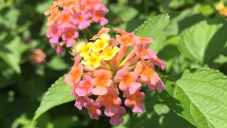 wild sage lantana wallpaper