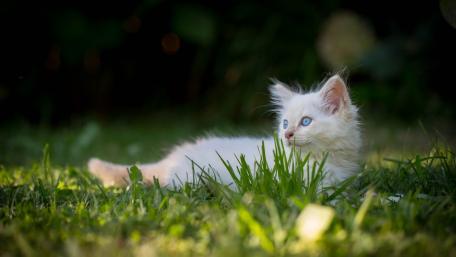 Playful White Cat Among Green Grass wallpaper