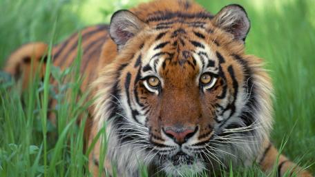 Majestic Tiger in Nature's Embrace wallpaper