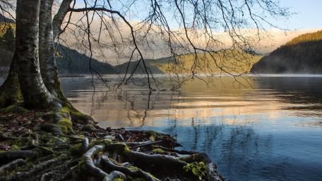 Serene Lake Reflections Amidst Nature's Roots wallpaper