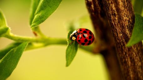 Charming Ladybug on Green Leaves wallpaper