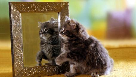 Curious Kitten Meets Its Reflection in the Mirror wallpaper