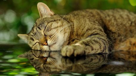 Serene Tabby Cat in a Dreamy Reflection wallpaper