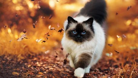 Autumn Bliss with a Himalayan Cat wallpaper