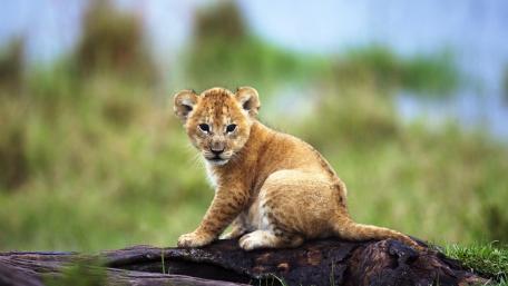 Adorable Baby Lion in a Natural Setting wallpaper