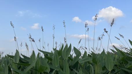 Whispers of Tall Grasses in Daylight Bliss wallpaper