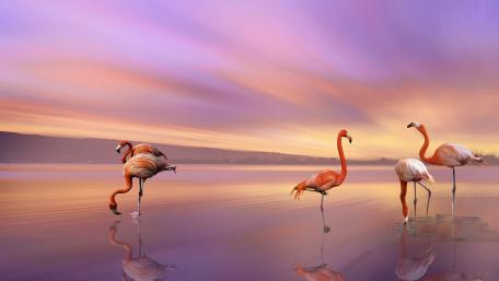 Graceful Flamingos at Sunset Calm Lake Scene wallpaper